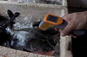 De olho no peixe: consumidor deve ficar atento às ofertas de pescados