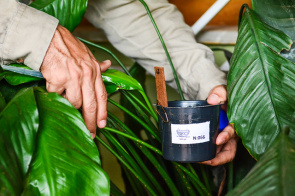 Aedes Aegypti - Índice de Infestação em Boa Vista diminui, porém, situação ainda é de alerta