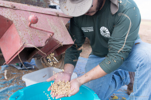 Técnicos avaliam sementes de soja produzidas em Campo Experimental na área rural de Boa Vista
