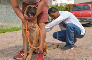 Mais de 7 mil animais foram vacinados no primeiro dia da campanha antirrábica