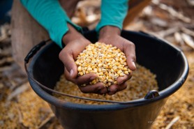 Inscrições para o 2º Dia de Campo em Hortifruticultura de Boa Vista seguem até 15 de março