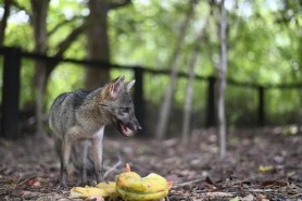 NOVO HÓSPEDE - Raposinha macho ganha segunda chance no Bosque dos Papagaios