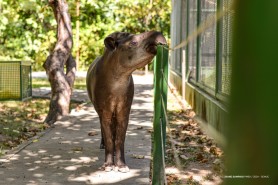 BOSQUE DOS PAPAGAIOS - Qualidade de vida dos animais melhora em dias livres no parque ambiental