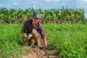 PROJETO HF - Com apoio da prefeitura, agricultores indígenas de Boa Vista iniciam plantio de Melancia