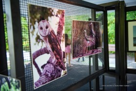 MEIO AMBIENTE - Exposição em alusão ao Dia da Floresta e Dia da Água contou com acervo de profissionais da fotografia Roraimense