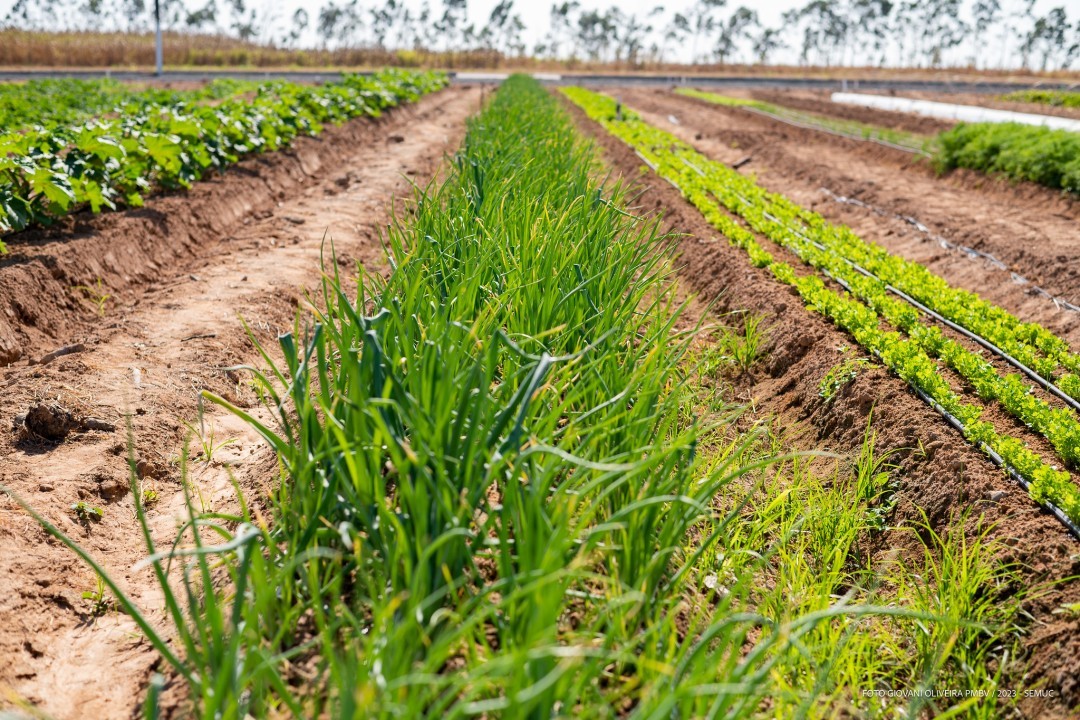 Prefeitura promove 1º Dia de Campo em Hortifruticultura de Boa Vista