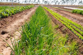 Prefeitura promove 1º Dia de Campo em Hortifruticultura de Boa Vista