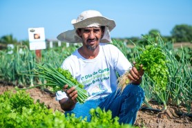 TÉCNICAS NA AGRICULTURA - Prefeitura promove 1° Dia de Campo sobre Hortifrutis de Boa Vista